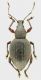 Curc_Campo_Felice_28-X-2013_9,2mm_grey.jpg