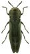 Agrilus betuleti.jpg