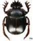 Scarabaeus babori Balthasar, 1934.jpg