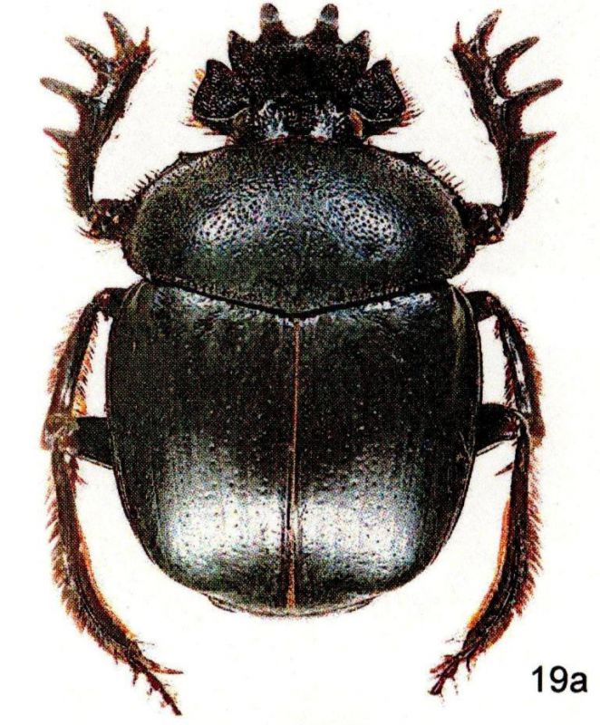 Scarabaeus babori Balthasar, 1934.jpg