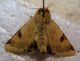 Heliothis peltigera (Denis & Schiffermuller, 1775) - Noctuidae Heliothinae.JPG