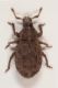 trachyphloeus cf ilvensis 1.JPG