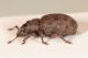 trachyphloeus cf ilvensis 4.JPG
