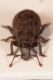 trachyphloeus cf ilvensis 2.JPG