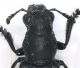 Cameroun_specie_2_testa_pronoto.jpg