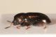 Mantura sp 2.JPG