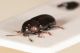 Mantura sp 3.JPG