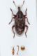 Hypera venusta 1.JPG