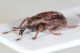 Hypera venusta 5.JPG