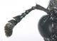 Cameroun_specie_2_antenna_occhio.jpg