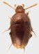 Leiodidae_Serrone_Morra_Roscia_7-XI-2013_1,7mm_grey.jpg