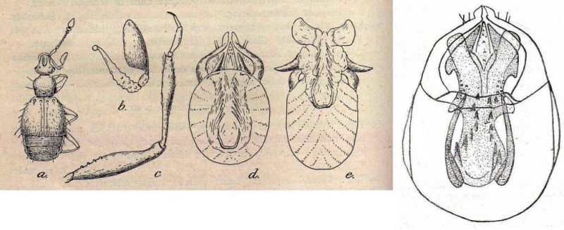 Tychobythinus glabratus (Rye, 1870).jpg