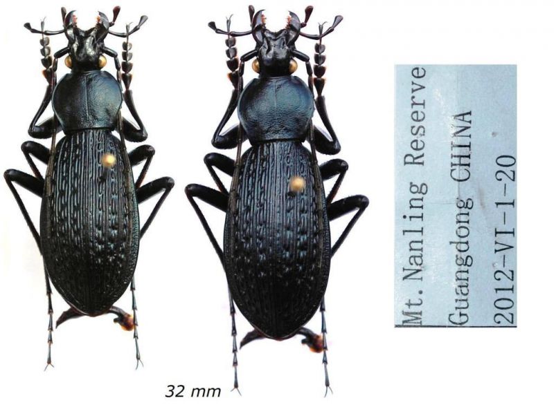 Apotomopterus sp..JPG