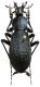 Apotomopterus sp..JPG