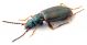 Comb1155_51crc.jpg