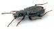 Comb1157_58crc.jpg