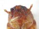 larva tenebrionide  testa-ventrale.jpg