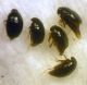 Scaphisoma sp. - Staphylinidae Scaphidiinae .JPG