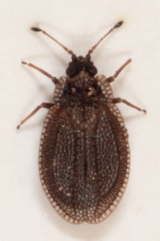 Acalypta carinata.JPG