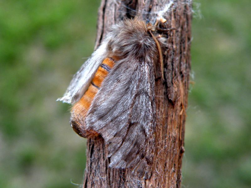 Traumatocampa_pityocampa_femmina_feconda.jpg