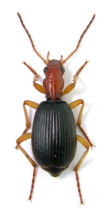 Brachinus italicus.jpg