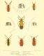 illustrationsoft15brit_0129b.jpg