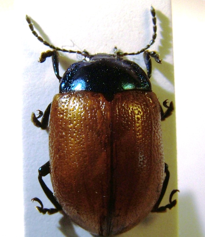 Chrysolina grossa 1.jpg