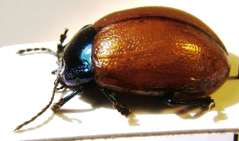 Chrysolina grossa 2.jpg