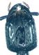 Gauropterus fulgidus (FABRICIUS,  1787) - Kopie.jpg