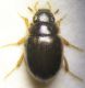 Idrophilidae.jpg