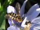 Syrphidae 01.JPG