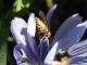 Syrphidae 02.JPG