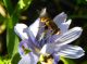 Syrphidae 04.JPG