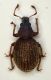 Trachyphl. Sasso Marconi 2.7mm.JPG