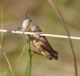 IMGP9400_FatGhopper_sm.JPG