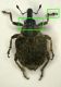 Pelenomus sp.jpg