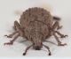 Trachyphloeus-cf-fusciscapus-frontal.jpg
