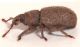 Trachyphloeus-maschio-lateral.jpg