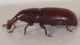 Amaurorhinus-lateral.jpg