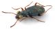 Comb1171_47crc.jpg