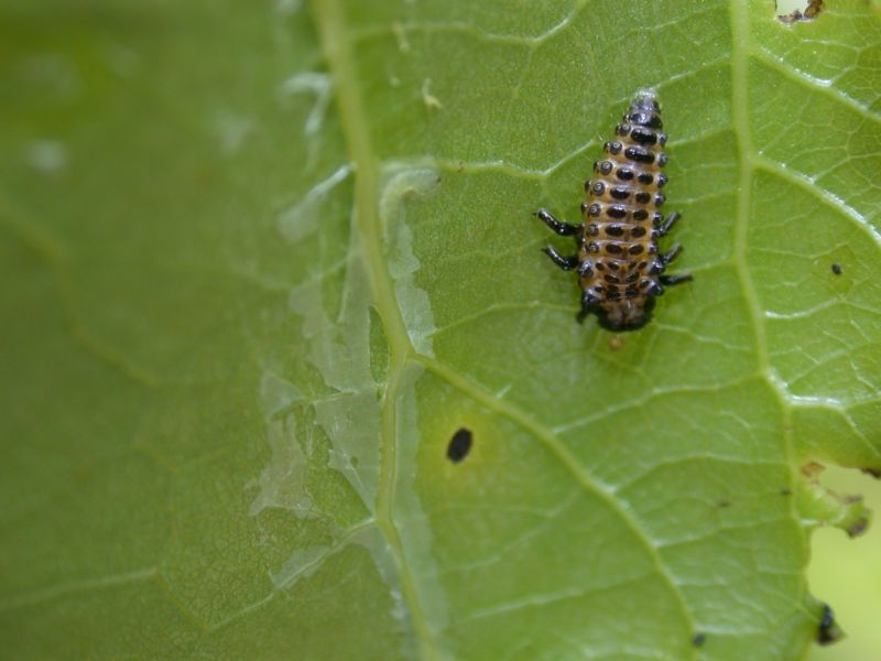 larva coccinella.JPG