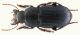 Harpalus.jpg