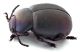 Comb1182_64crc5.jpg