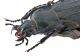 Comb1192_28crc.jpg