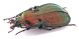 Comb1190_45crc.jpg