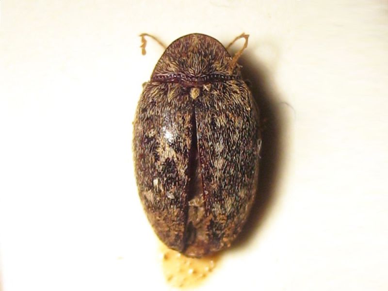 IMG_6482 Byrrhidae cfr.JPG