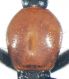Paederidus ruficollis (Fabricius, 1781) - Kopie.jpg