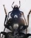 Agonum1c Porporana 8mm.JPG