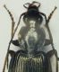 Agonum2c Porporana 6.8mm.JPG