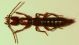 Lathrobium 1b Montesevero 11mm.JPG